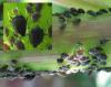 Aphis fabae